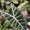 IMG_8473_1 Alocasia Sanderiana Aurea