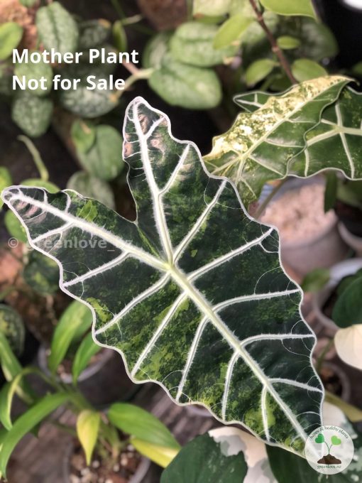 IMG_8473_1 Alocasia Sanderiana Aurea