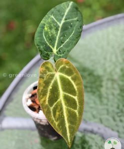 Anthurium Variegated X Papillilaminum