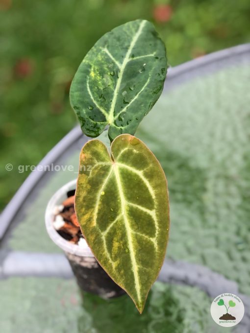 Anthurium Variegated X Papillilaminum