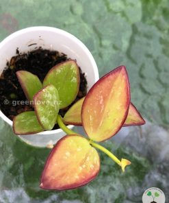 Hoya collina IR-26 sp Papua