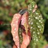 Begonia Maculata Pink Variegated