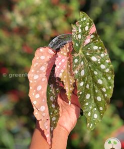 Begonia Maculata Pink Variegated