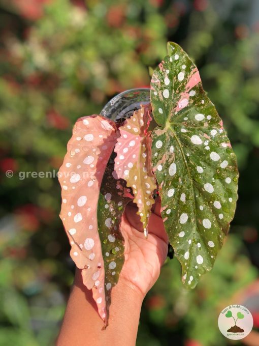 Begonia Maculata Pink Variegated