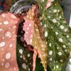 Begonia Maculata Pink Variegated