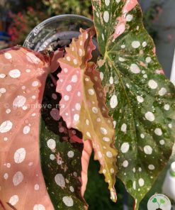Begonia Maculata Pink Variegated