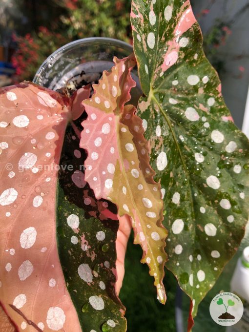 Begonia Maculata Pink Variegated