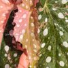 Begonia Maculata Pink Variegated