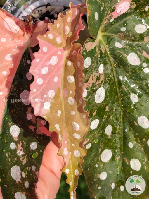 Begonia Maculata Pink Variegated