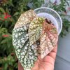 Begonia Snowcapped variegated