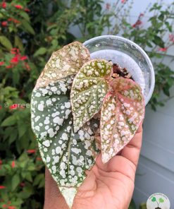 Begonia Snowcapped variegated