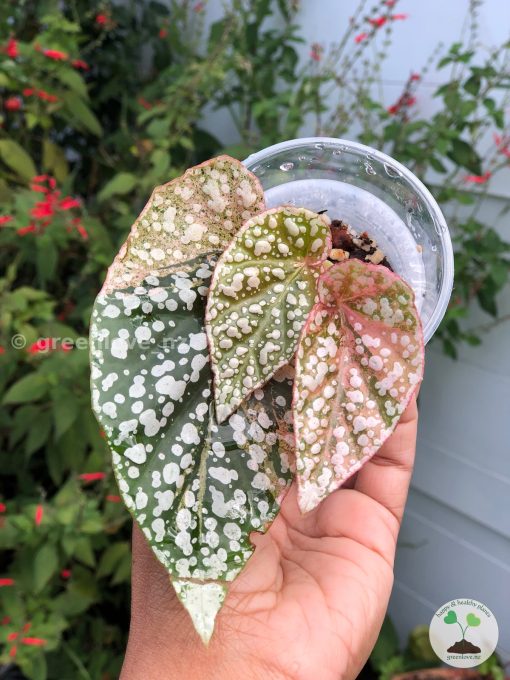 Begonia Snowcapped variegated