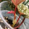 Begonia Snowcapped variegated