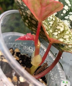 Begonia Snowcapped variegated