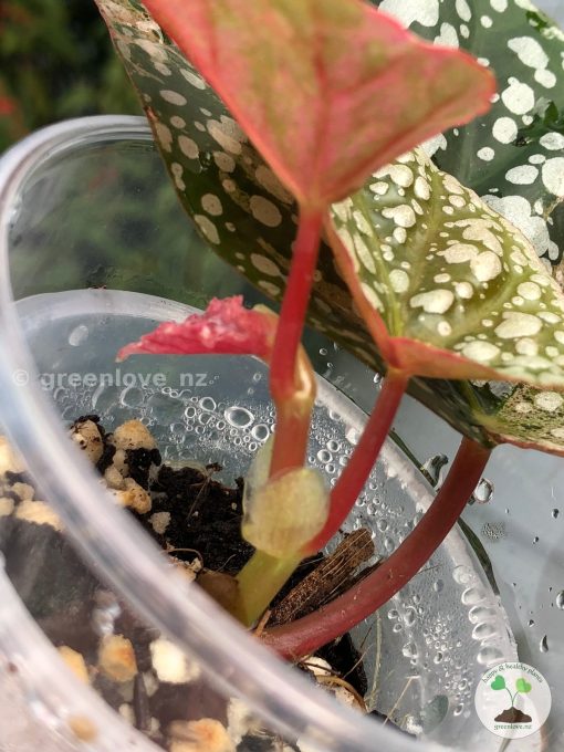Begonia Snowcapped variegated