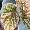 Begonia Snowcapped Variegated