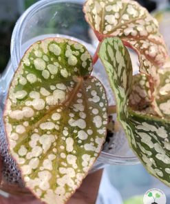 Begonia Snowcapped Variegated