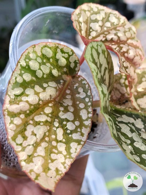 Begonia Snowcapped Variegated