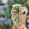 Begonia Snowcapped variegated