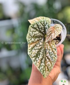 Begonia Snowcapped variegated