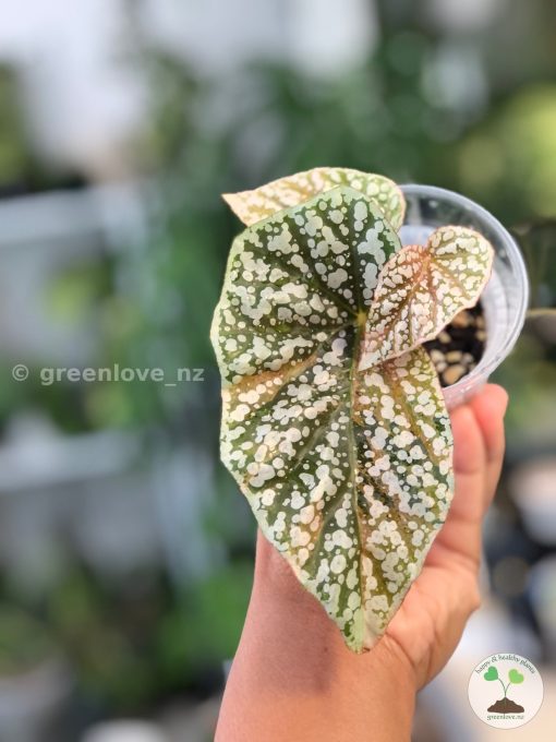 Begonia Snowcapped variegated