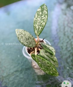 Hoya carnosa 'Wilbur Graves' "Russia"