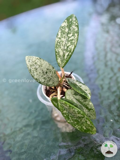 Hoya carnosa 'Wilbur Graves' "Russia"