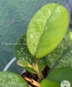 Hoya Obovata Hybrid