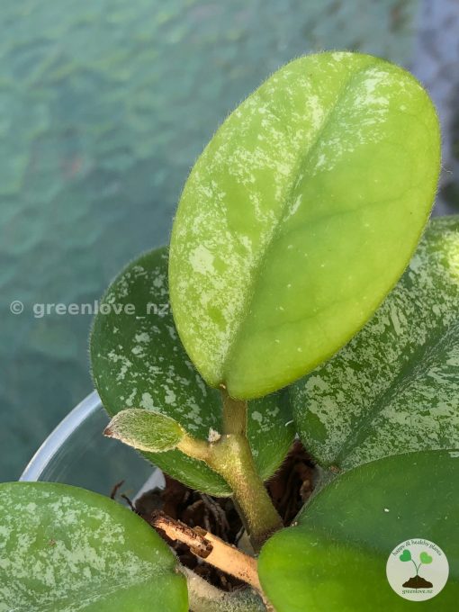 Hoya Obovata Hybrid