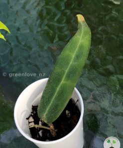 Hoya hypolasia ‘Long Leaf’