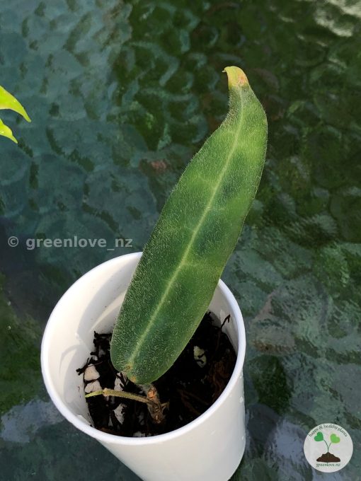 Hoya hypolasia ‘Long Leaf’