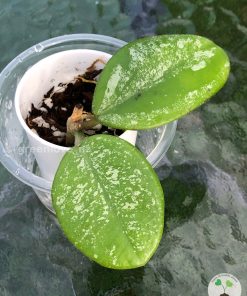 Hoya Obovata Hybrid