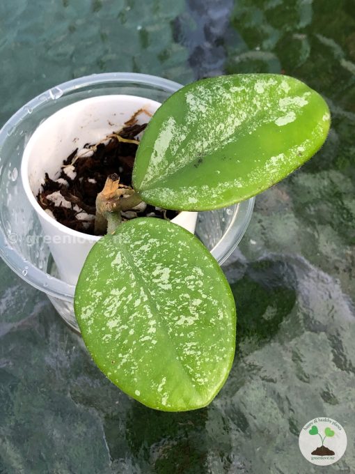 Hoya Obovata Hybrid