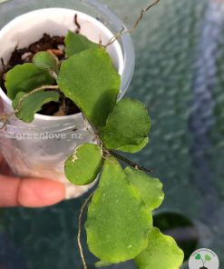 Hoya kanyakumariana