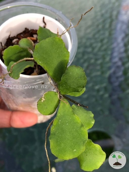 Hoya kanyakumariana