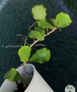 Hoya kanyakumariana
