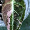 Alocasia Black Velvet Pink Variegated