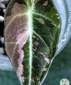 Alocasia Black Velvet Pink Variegated