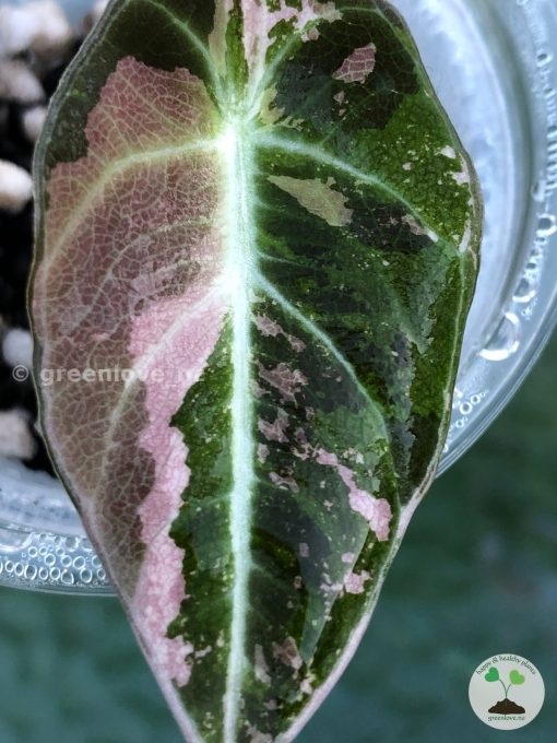 Alocasia Black Velvet Pink Variegated
