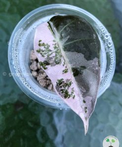 Amazonica Pink Variegated