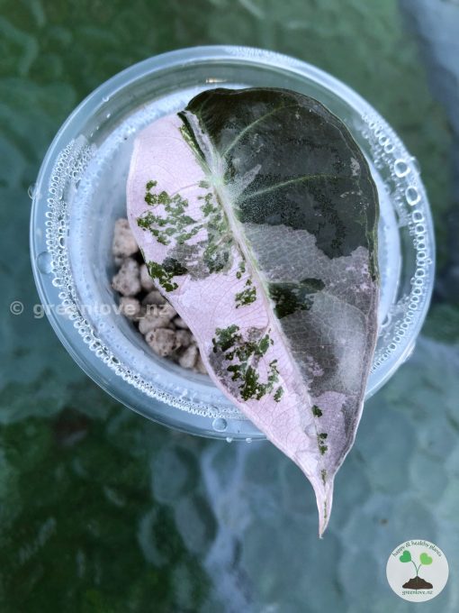 Amazonica Pink Variegated