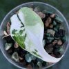 Variegated Alocasia Melo (albo)
