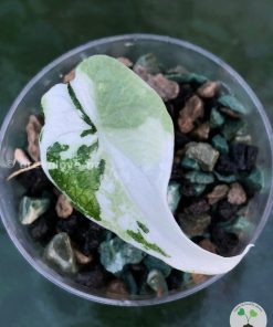 Variegated Alocasia Melo (albo)