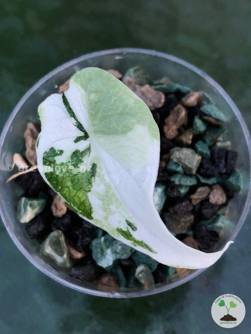 Variegated Alocasia Melo (albo)