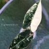 Variegated Alocasia Frydek