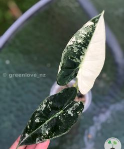 Variegated Alocasia Frydek