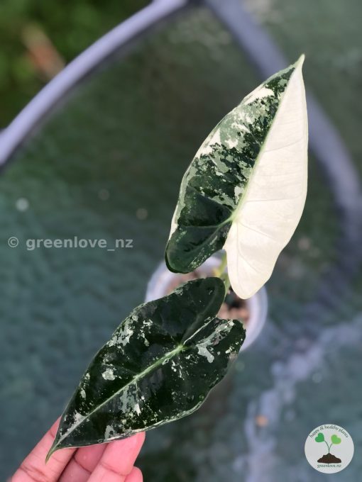 Variegated Alocasia Frydek