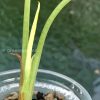 New growth of the Variegated Alocasia Frydek
