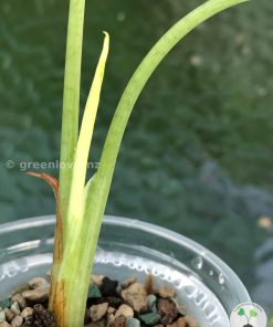 New growth of the Variegated Alocasia Frydek