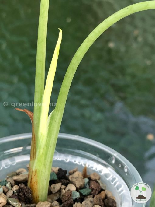 New growth of the Variegated Alocasia Frydek